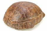 Colorful, Inflated Fossil Tortoise (Stylemys) - South Dakota #280686-3